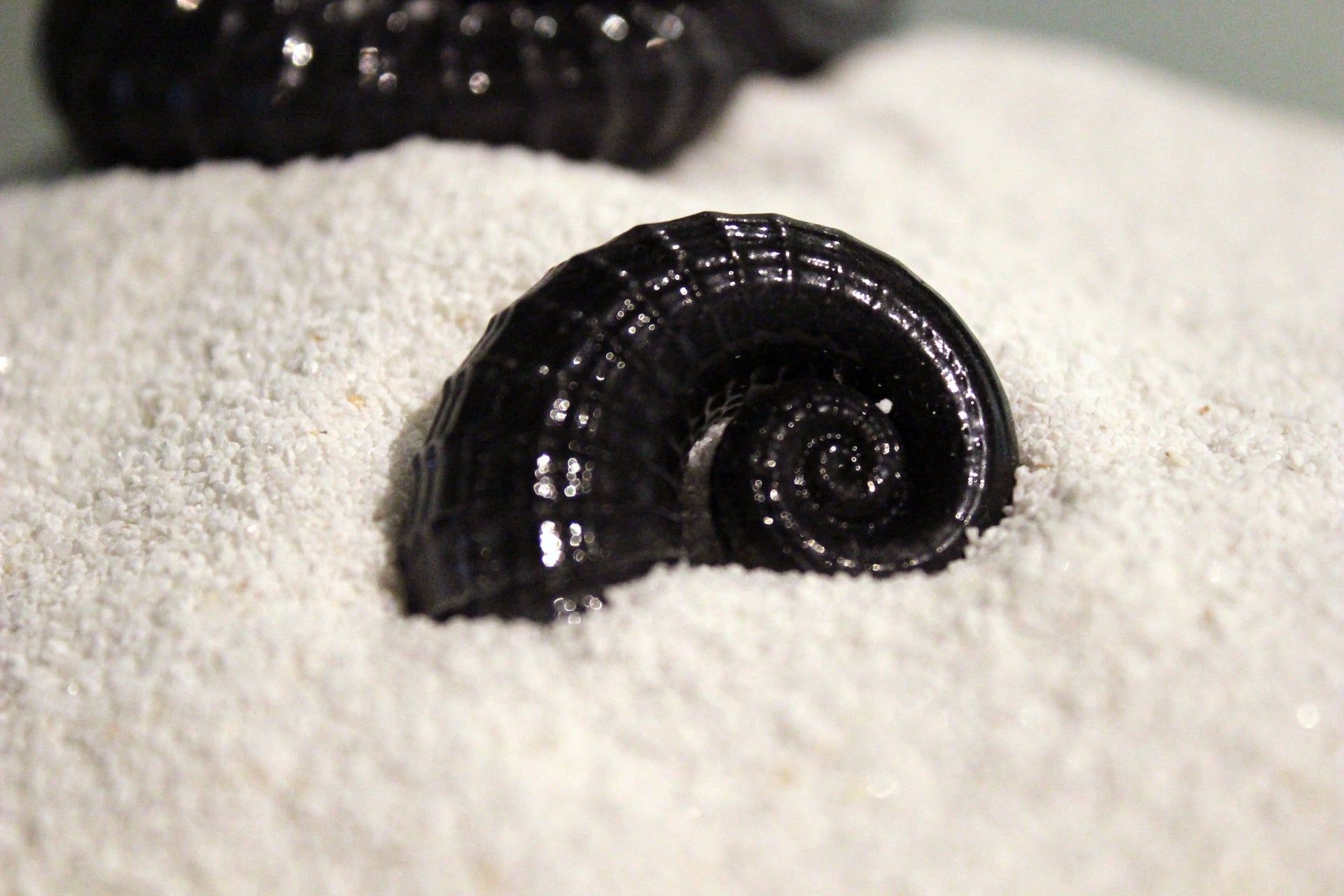 Gros plan sur le plus petit des deux coquillages noirs