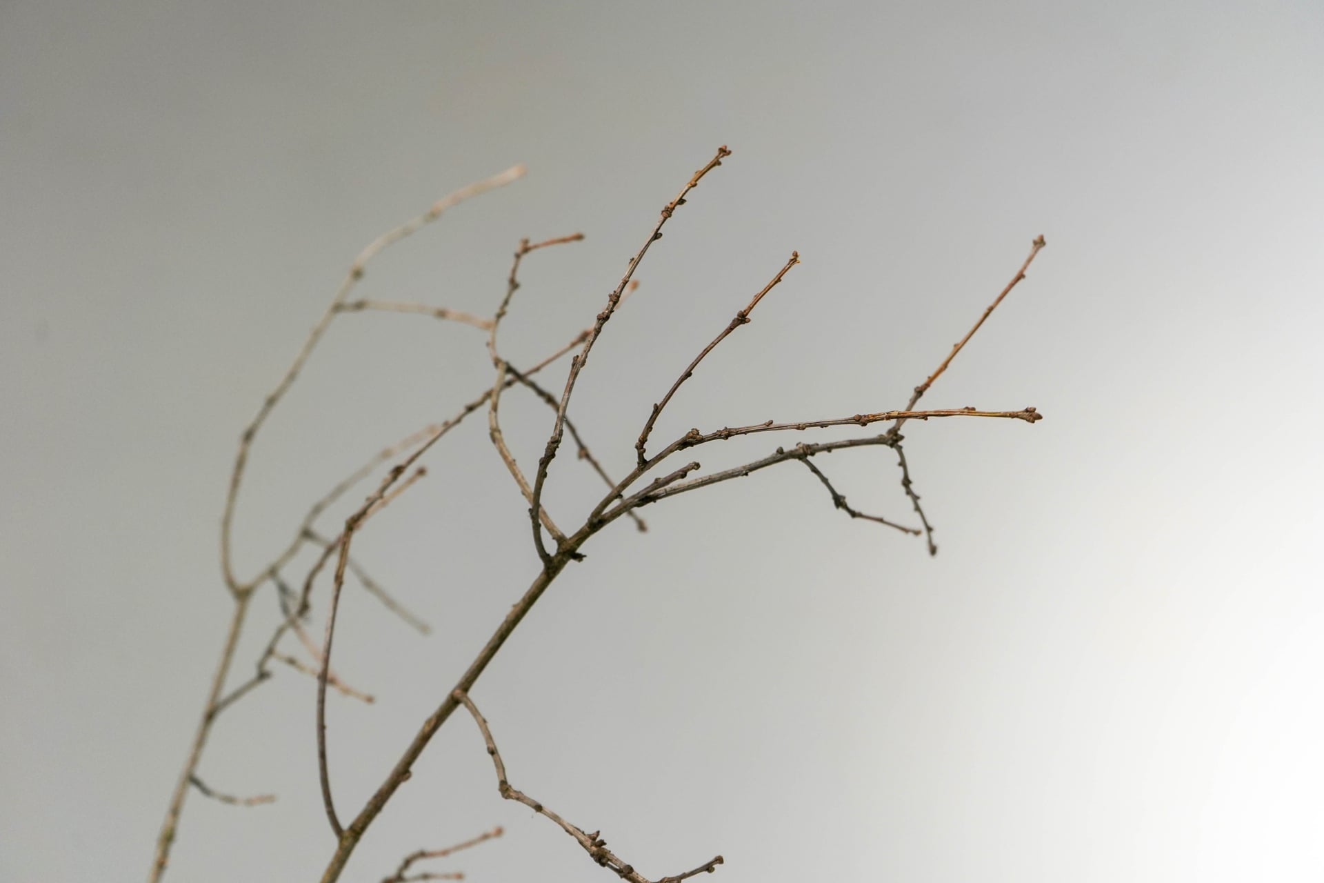 Vue détaillée de la branche de chêne sessile